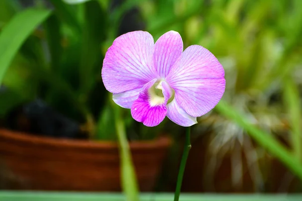 Barevné květy v Královské botanické zahrady Peradeniya, Srí Lanka — Stock fotografie