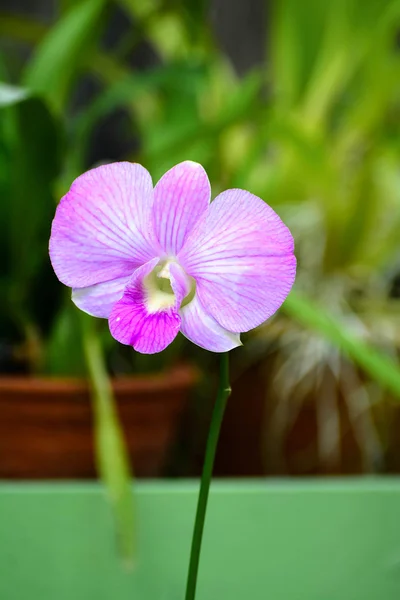 Barevné květy v Královské botanické zahrady Peradeniya, Srí Lanka — Stock fotografie