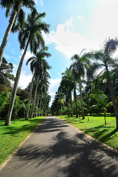 Koninklijke Botanische tuin Peradeniya, Sri Lanka Rechtenvrije Stockfoto's