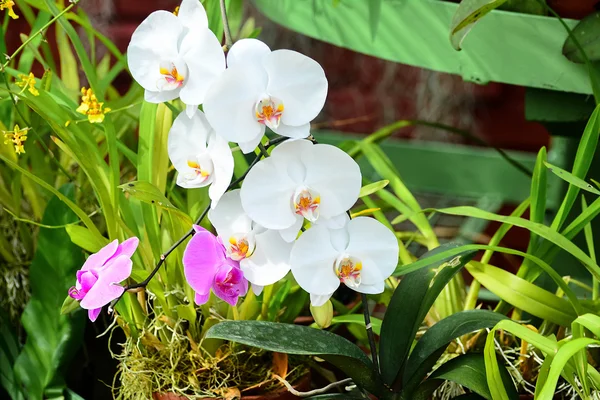 Kleurrijke bloemen op koninklijke botanische tuin Peradeniya, Sri Lanka Stockafbeelding