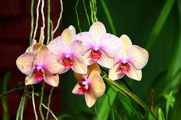 Kleurrijke bloemen op koninklijke botanische tuin Peradeniya, Sri Lanka Stockfoto