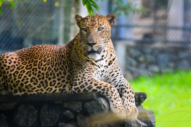 Sri Lanka endemik Leopard Pinnawala açık hava Hayvanat Bahçesi'nde