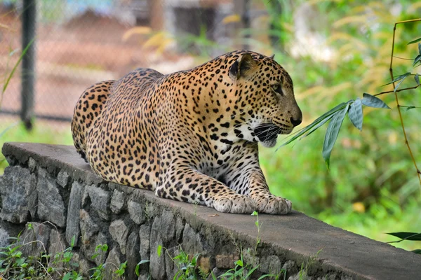 Leopardo endêmico do Sri Lanka no jardim zoológico ao ar livre de Pinnawala — Fotografia de Stock