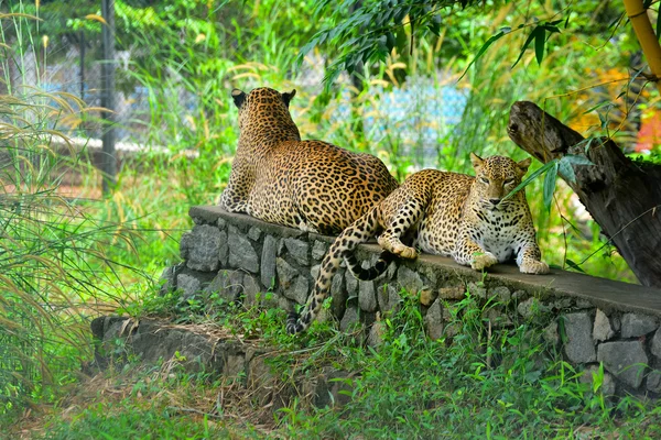 Sri Lankan Endemic Leopard At Pinnawala Open Air Zoo — Stock Photo, Image