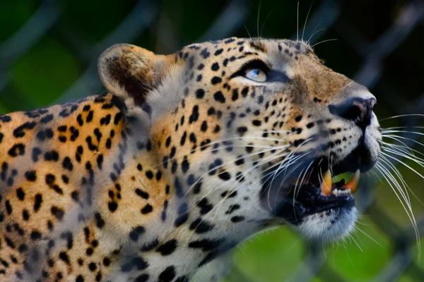 Sri-lankischer endemischer Leopard im Pinnawala Open Air Zoo — Stockfoto