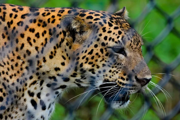 Leopardo endêmico do Sri Lanka no jardim zoológico ao ar livre de Pinnawala — Fotografia de Stock