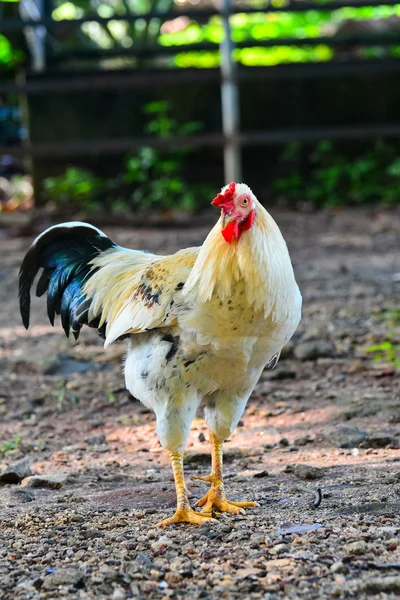 Portret van een Sri Lankaanse binnenlandse Fowl close-up Stockfoto