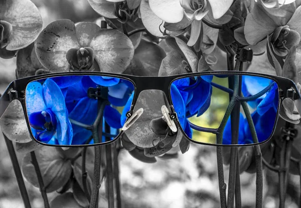 Olhando Através Óculos Vista Orquídeas Azuis Óculos Fundo Monocromático Percepção — Fotografia de Stock