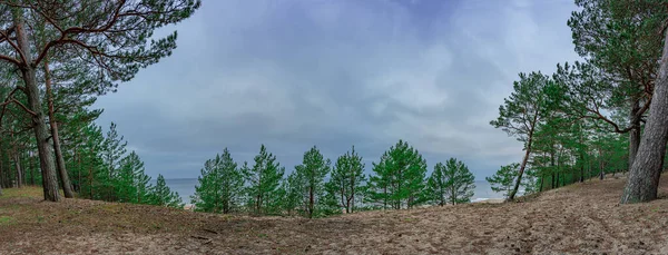 Panoramic View Baltic Sea Coast View Coniferous Forest Pine Trees — Stock Photo, Image