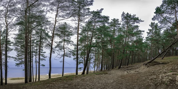 Panorama View Coniferous Forest Pine Trees Blue Sea Baltic Sea — Stock Photo, Image