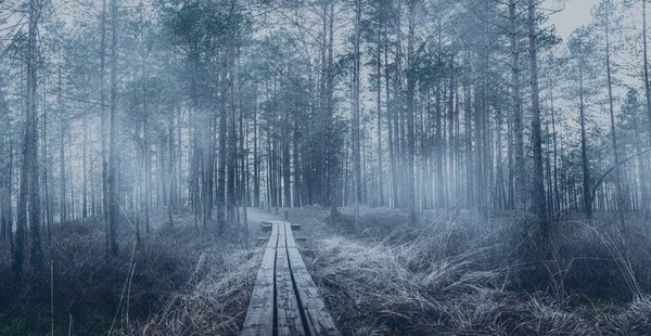 Panoramic view of misty coniferous forest with pine trees and wooden path covered in fog in autumn. Spooky forest landscape.