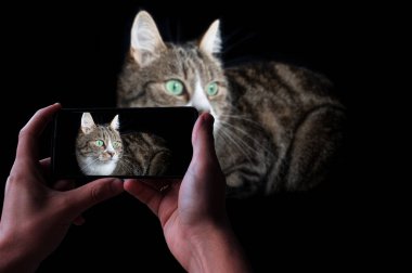 Çizgili bir kedinin resmini çeken bir adam. Siyah arka planda uzanan tekir kedi.