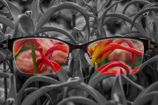 Através Moldura Dos Óculos Vista Colorida Tulipas Vermelhas Óculos Fundo — Fotografia de Stock