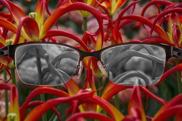 Patrząc Przez Okulary Czarno Białych Tulipanów Skupionych Damskich Okularach Kolor — Zdjęcie stockowe