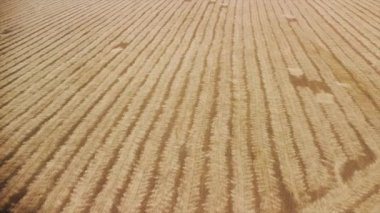 Sonbahar tarlasında ekin hasadı üzerinde uçan hava videosu.