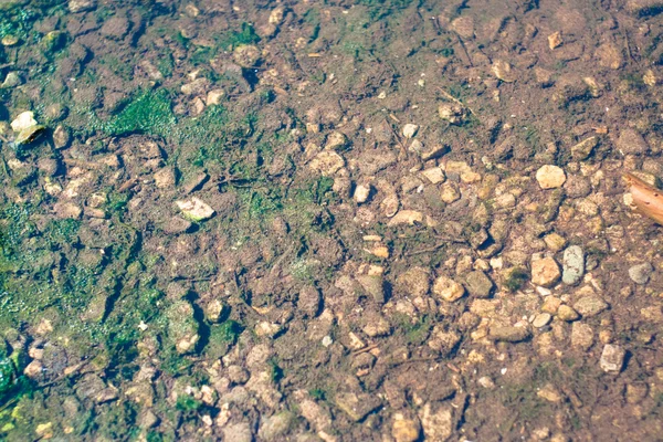 gölet alt alga ve taşlar