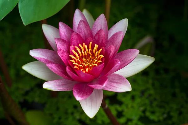 pembe nymphaea yaprakları ile