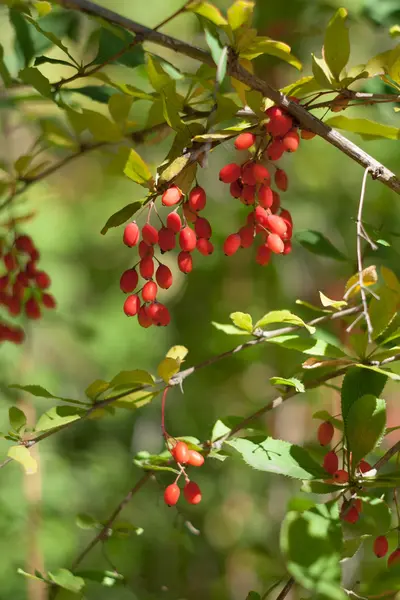 Berberis vulgaris olgun çilek