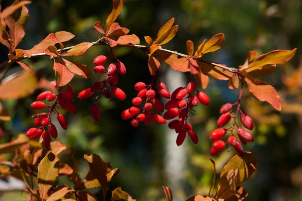 Berberis vulgaris olgun çilek