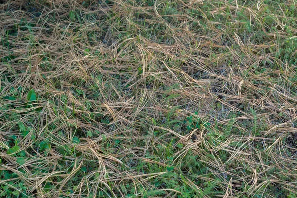 zemin kuru çam iğneleri