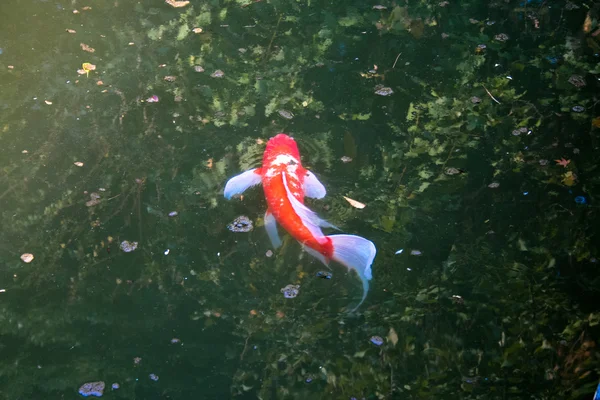 Kırmızı Koi