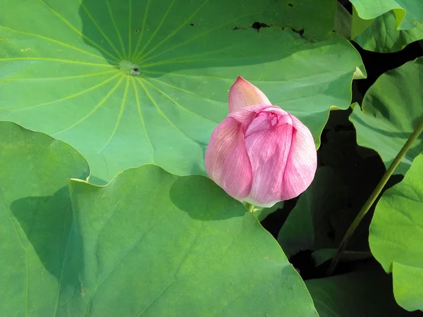 Lotus bud