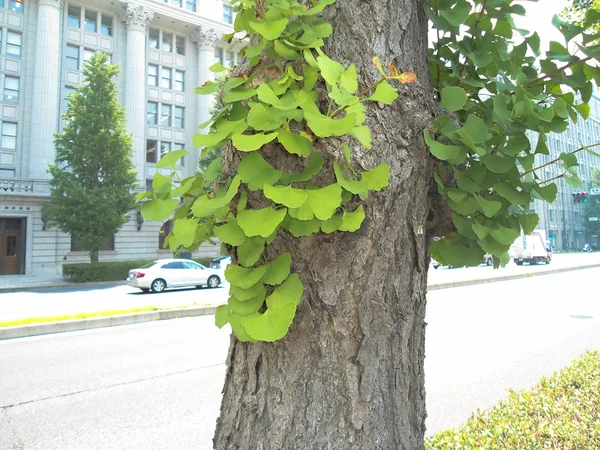 Gingko yaprağı