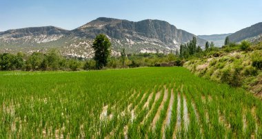 Tarım yeşil pirinç tarlası mavi gökyüzünün altında, arka planda dağ, İran, Şiraz. tarım, büyüme ve tarım kavramı.