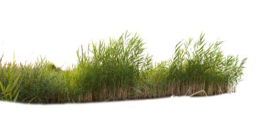 Beyaz arka plan üzerinde izole yeşil reed kamışı çimen