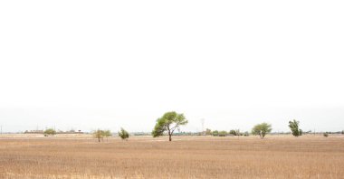 Bazı ağaçlarla, Lorestan vilayetiyle, İran 'la birlikte düzlüklerde hasat edildi.