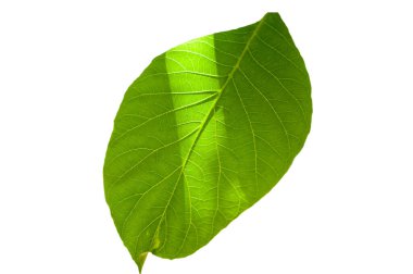 Beyaz arka plan üzerinde izole ceviz yaprağı