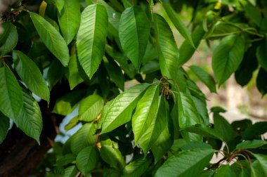 İran 'da yazın kiraz yaprakları