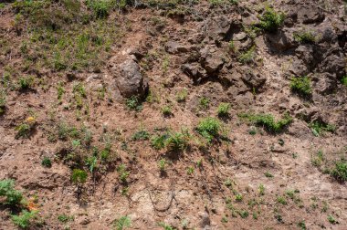 Tepenin kenarında küçük bitkiler olan çamurlu toprağın bir parçası, bitkilerle ıslak toprak dokusu