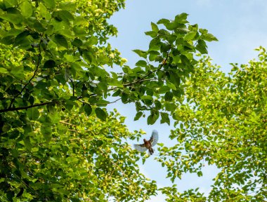 Güneş ışığında çok yaşlı bir ağaç ve uçan küçük bir kuş, Gilan vilayeti, İran