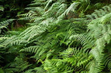 Thelypteris Palustris, doğada eğreltiotu, İran 'da, Glade' de ve ormanda patika