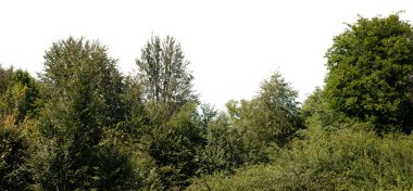 Güneş ışığında çok yaşlı ağaçları olan kayın ormanları, Gilan bölgesi, İran