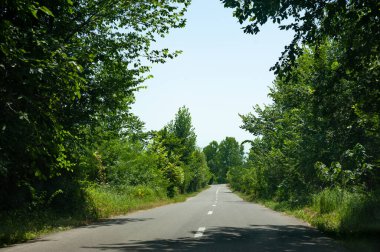 İran 'ın Gilan ilinde kırsal yol manzarası veya ağaçlı asfalt