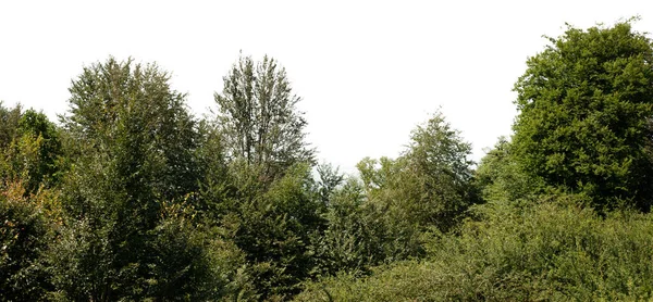 Güneş ışığında çok yaşlı ağaçları olan kayın ormanları, Gilan bölgesi, İran