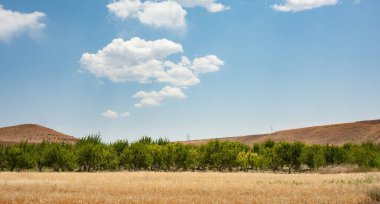 Kürdistan, İran 'da mavi ve parçalı bulutlu gökyüzü olan bir bahçenin yanında buğday tarlası