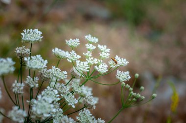Aegopodyum podagraria, genellikle yaşlı, otçul, piskopos otu, gutweed ve dağda karla kaplı bir böcek ve İran 'da sığ alan derinliği ya da bulanık arka plan