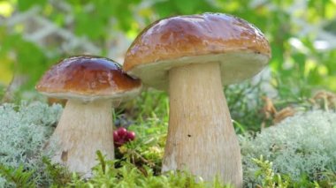 Ormandaki yenilebilir bir mantardan bir damla su ağır çekimde düşer..