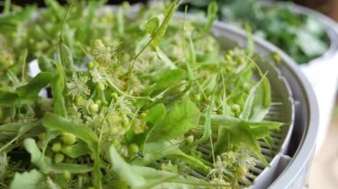 Kireç çiçekleri dehidratör sepetinde toplanır.