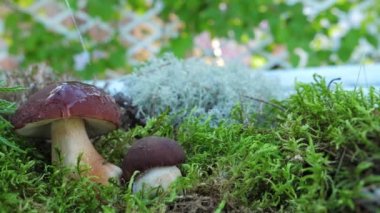 Ormandaki yenilebilir bir mantardan bir damla su ağır çekimde düşer..