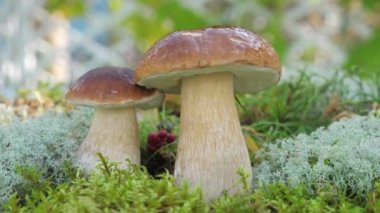 Kamera, ormandaki Porcini mantarından yavaş çekimde dönüyor..