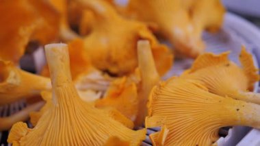 Ormandan taze çiğ Chanterelle Mantarları Taze Mantarları 