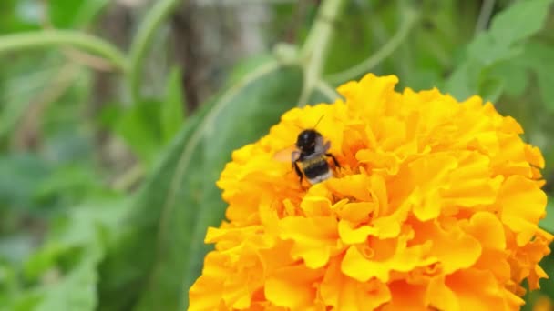 Lambat gerak tembakan dari sebuah lebah lepas landas dari bunga kuning dan terbang — Stok Video