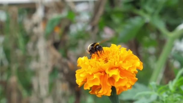 Slow motion shots van een hommel opstijgen van een gele bloem en vliegen — Stockvideo