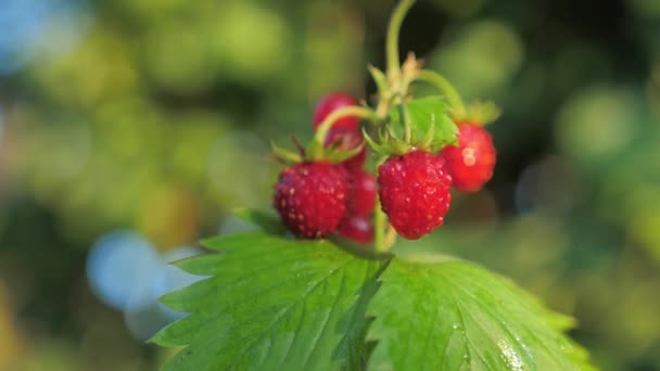 Una goccia d'acqua scorre lungo una foresta fragola — Video Stock