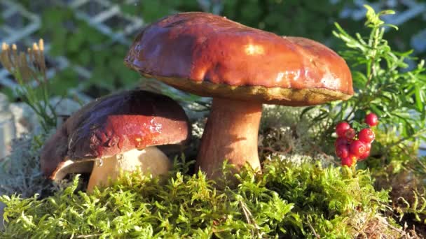 Une goutte d'eau tombe au ralenti d'un champignon comestible dans la forêt. — Video