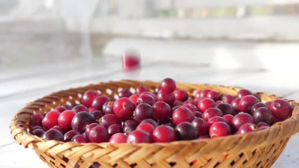 Lingonberry uderzają w wiklinową miskę w bardzo zwolnionym tempie — Wideo stockowe